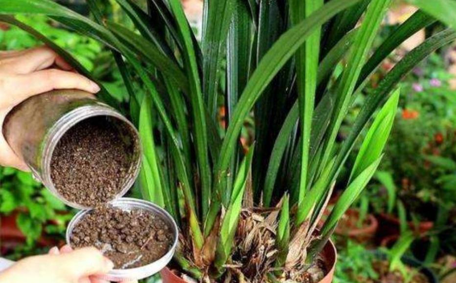 What kind of flower fertilizer can make flowers grow particularly vigorously?