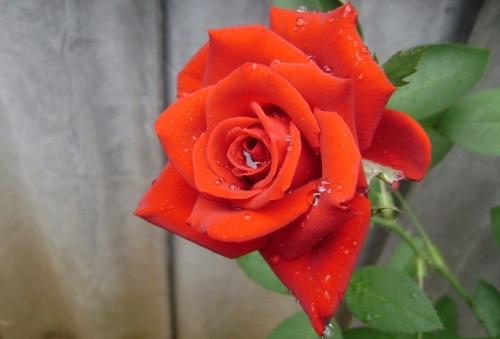 Is it respectful to send flowers at night?