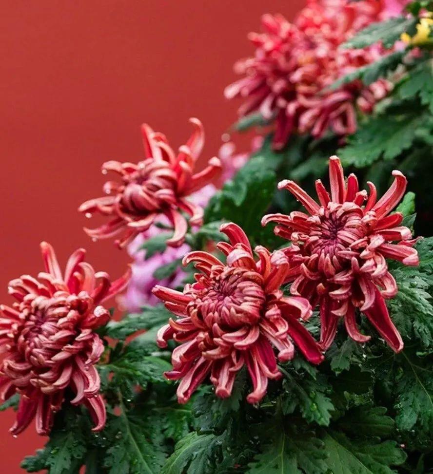 What is september flower