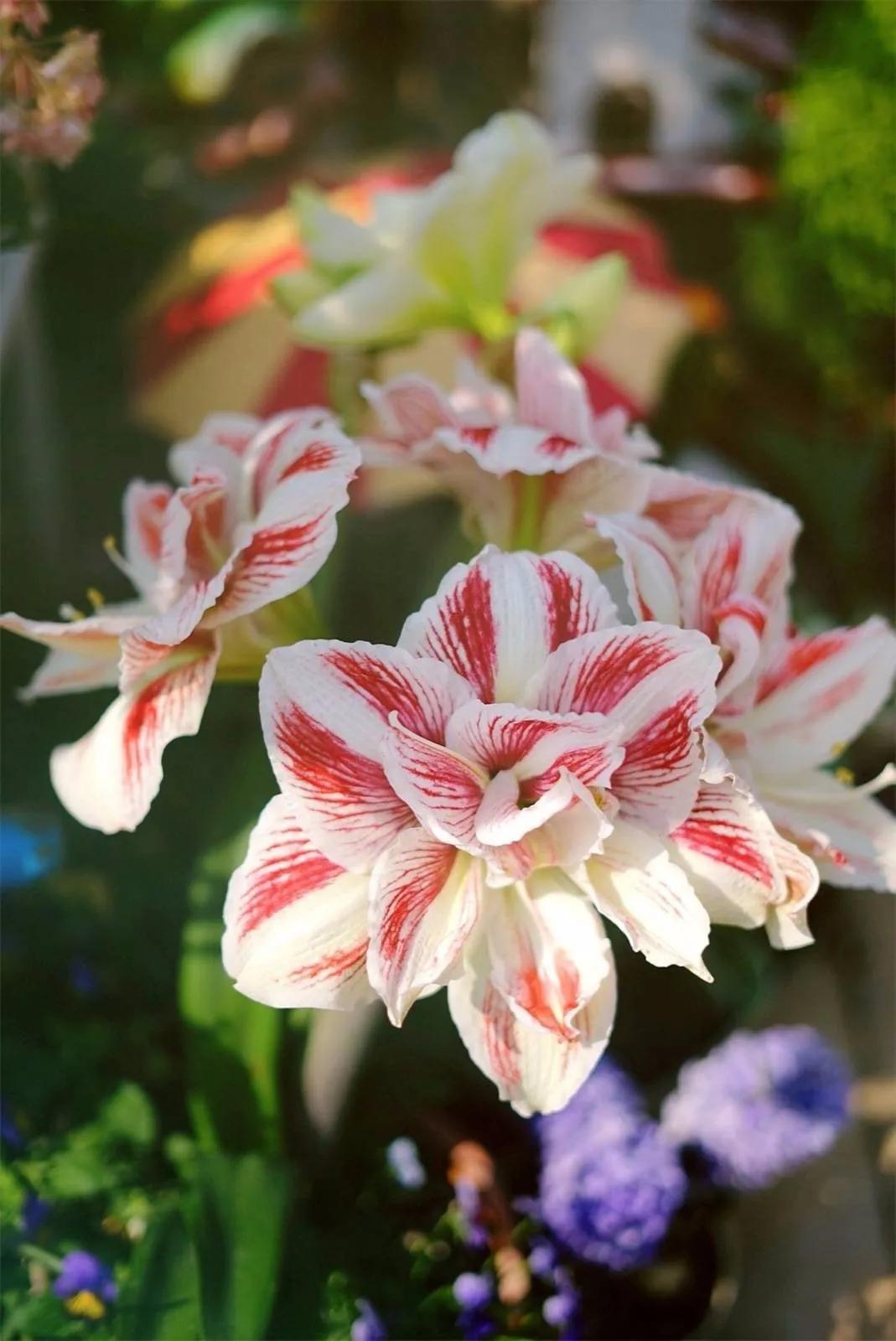 What flowers are toxic to cats