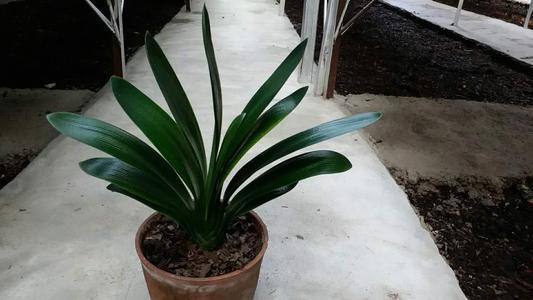 The correct way to pour beer on Clivia
