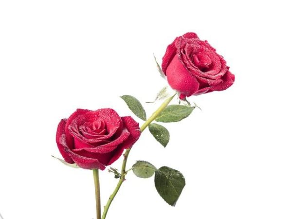 How do you preserve flowers