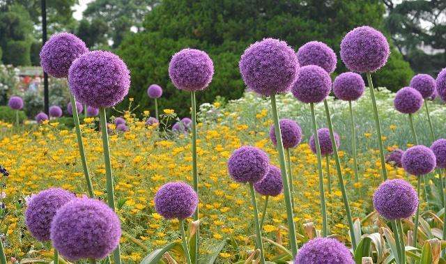 Does green onion flower