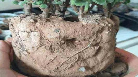 How to turn ordinary soil into loose soil for growing flowers