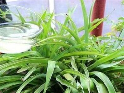 What fertilizer is best for growing flowers?
