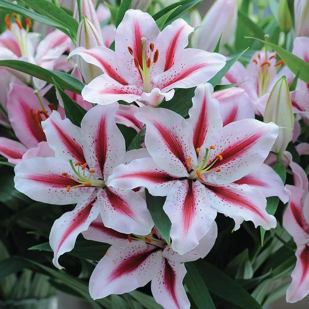 What flowers are toxic to cats