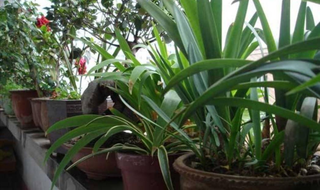 What kind of flower fertilizer can make flowers grow particularly vigorously?
