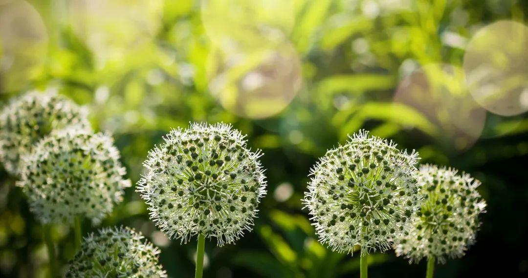 Does green onion flower