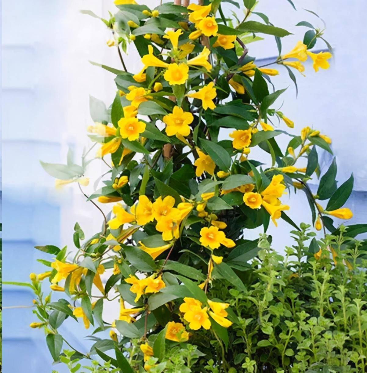 What flowers are toxic to cats