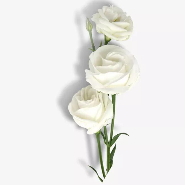 What do white roses symbolize