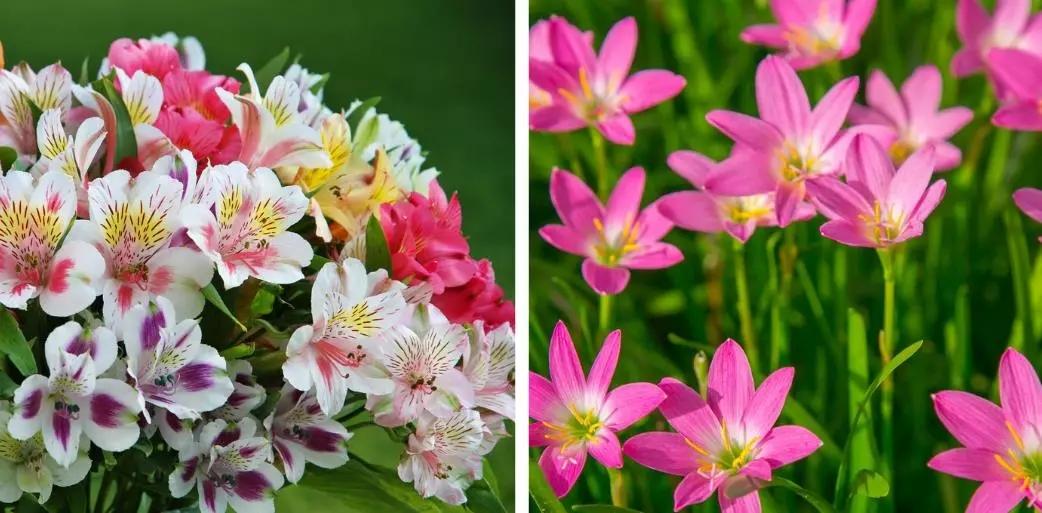 What flowers are toxic to cats