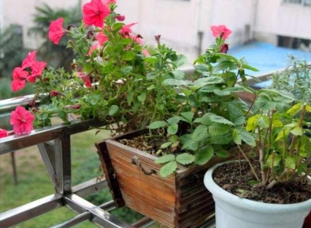 What kind of flower fertilizer can make flowers grow particularly vigorously?