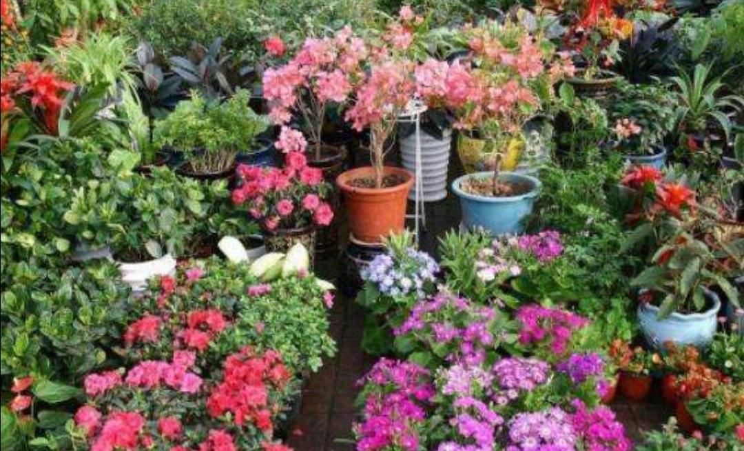 What fertilizer is best for growing flowers?