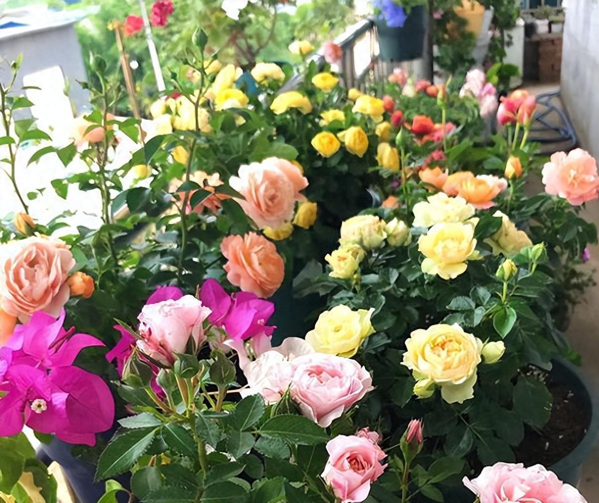 How long can flowers go without water