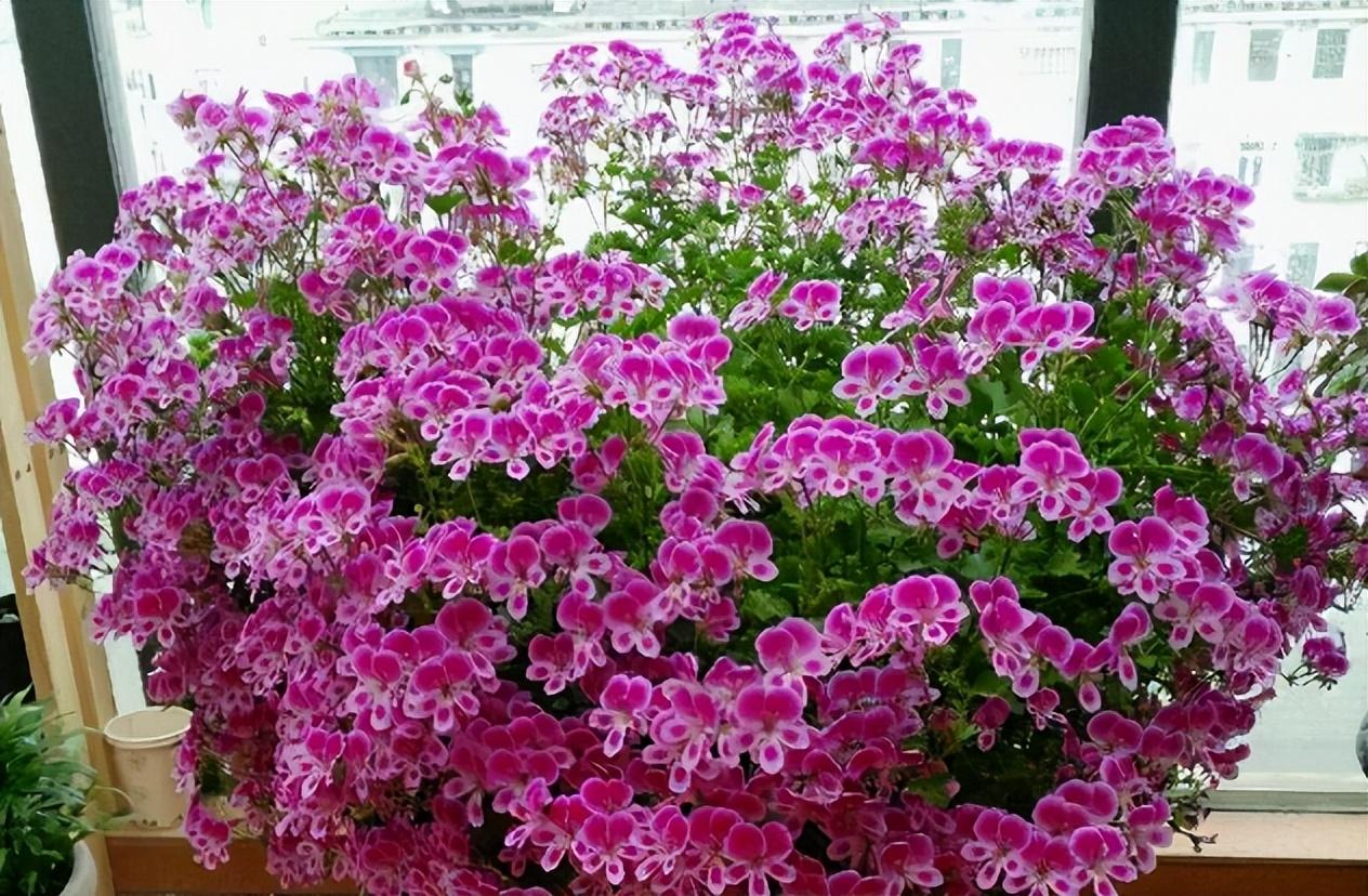 How long can flowers go without water