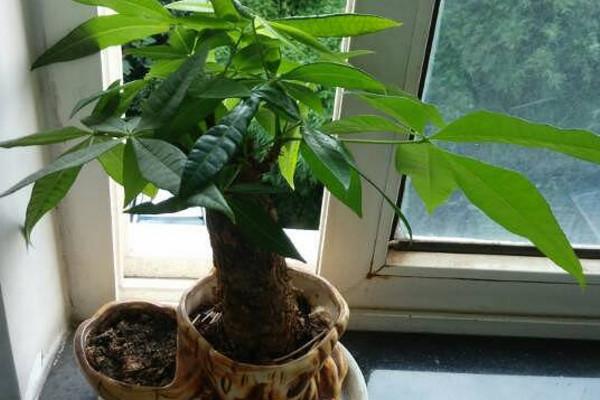 How often to water money tree