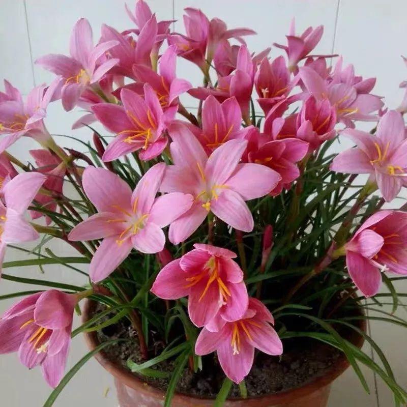 Flowers that last long, are beautiful and easy to grow