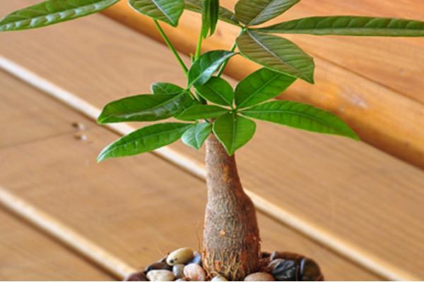 How often to water money tree