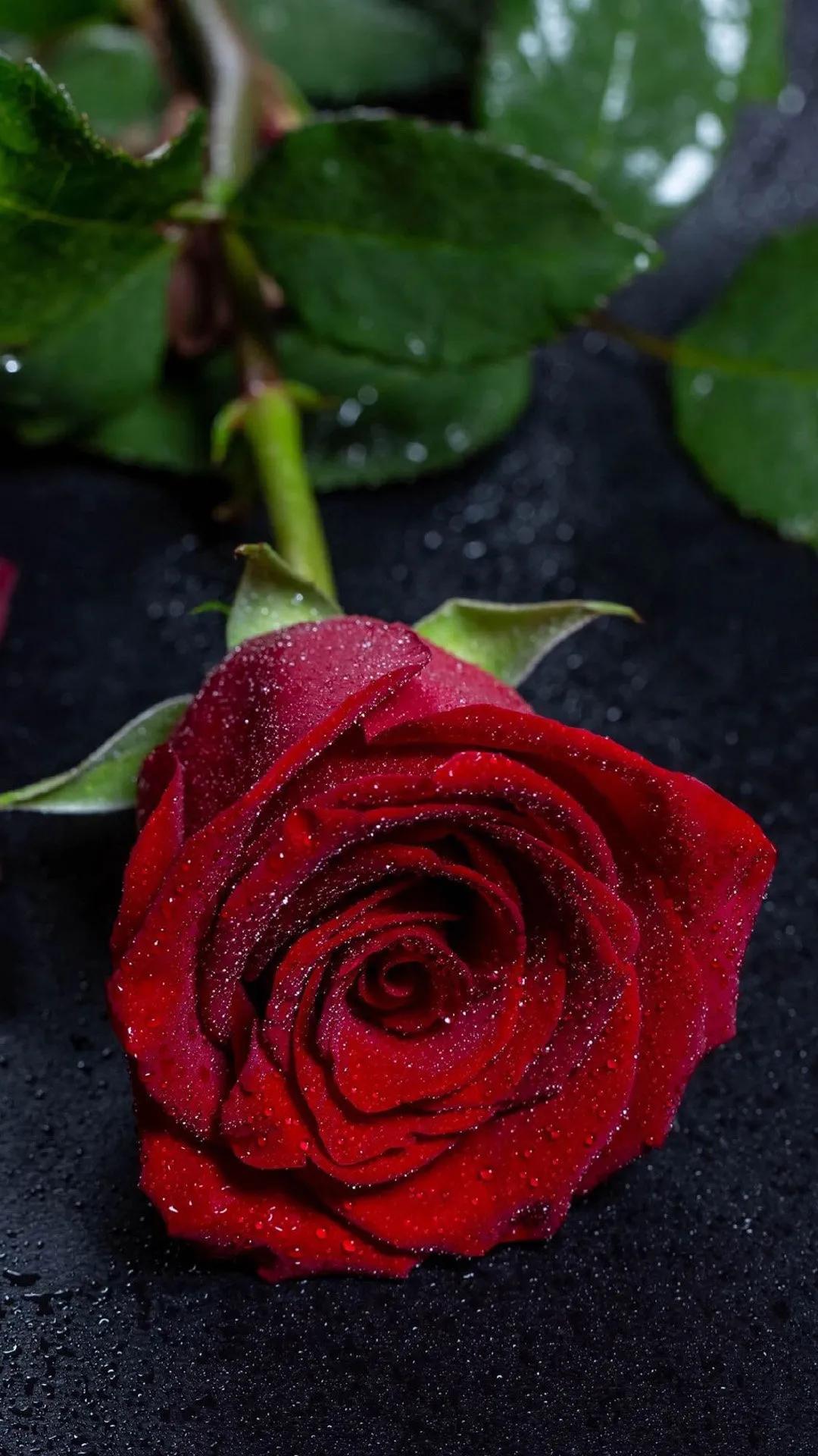 When is the best time to plant flowers?