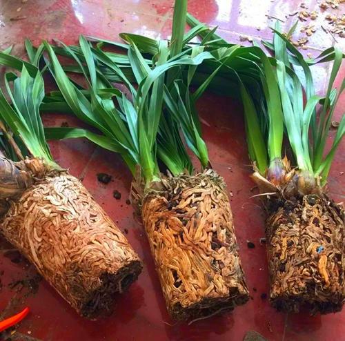How to change flowerpots without damaging flower roots