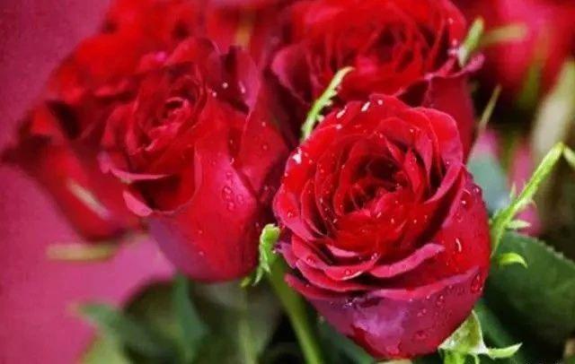 When to cut back roses for winter