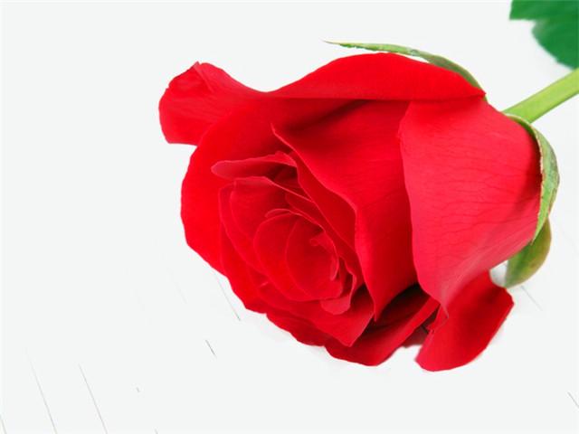 Do roses like acidic or alkaline soil