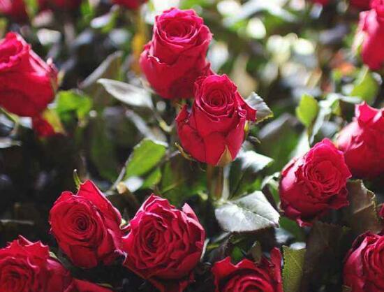 When to fertilize roses