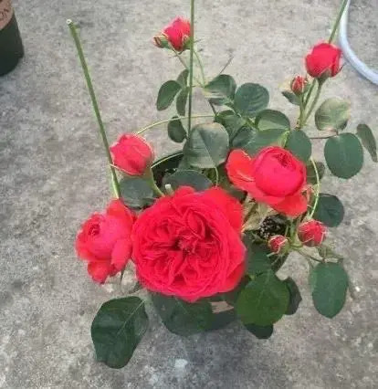 What to do with potted roses in winter