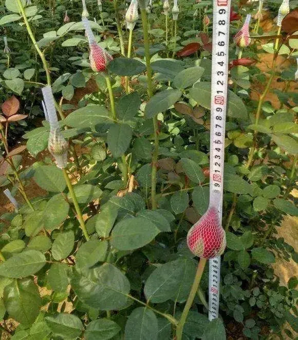 What to do with potted roses in winter