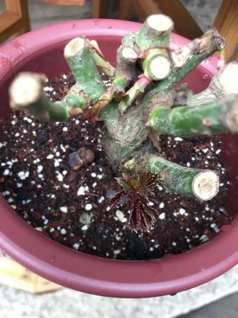 What to do with potted roses in winter