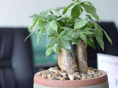 How to grow and water money trees