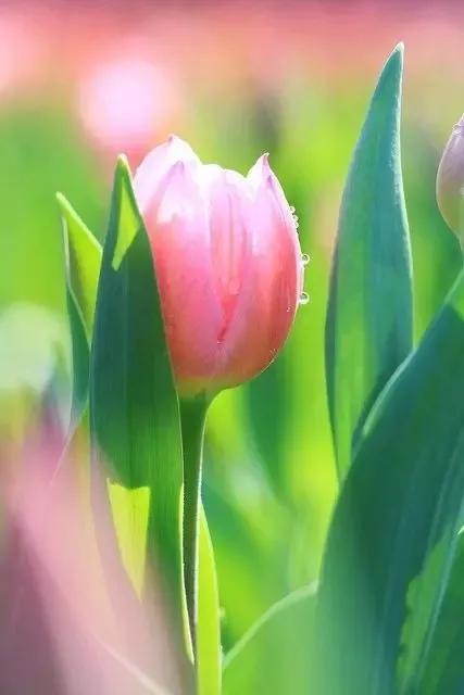 What color roses for mom