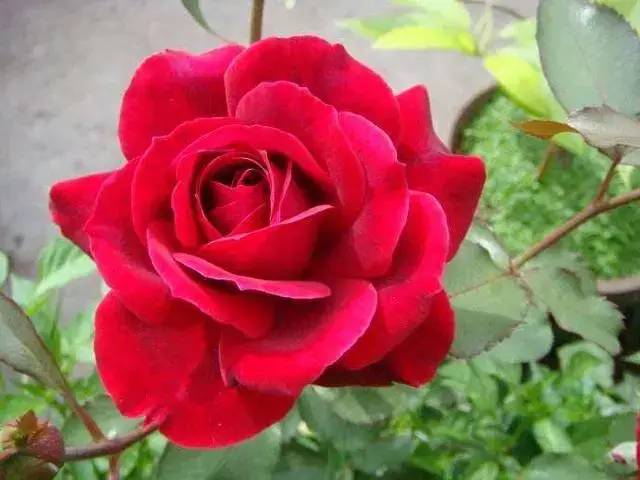 What to do with potted roses in winter
