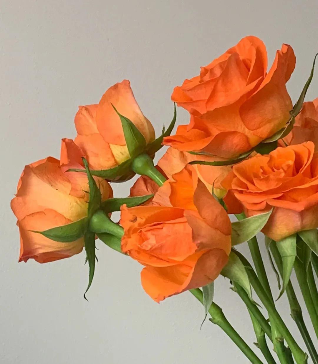 What do yellow roses signify(What do yellow roses represent)
