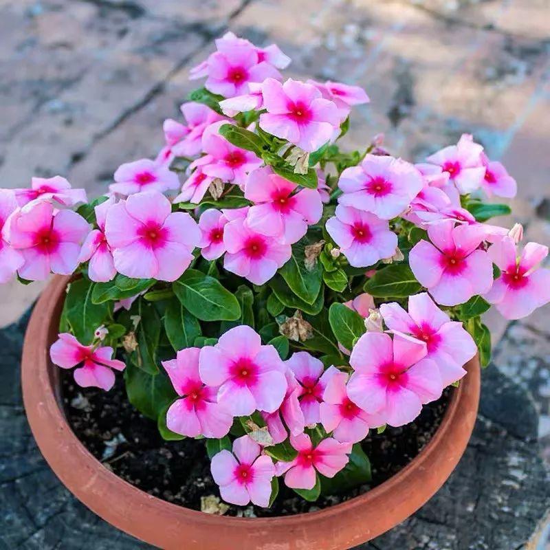 Flowers that last long, are beautiful and easy to grow