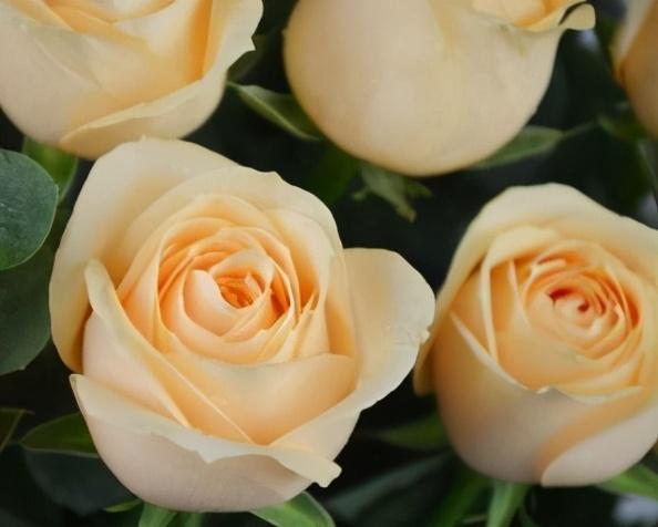 What greenery goes with roses