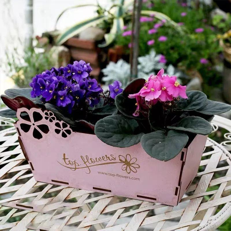 Flowers that last long, are beautiful and easy to grow