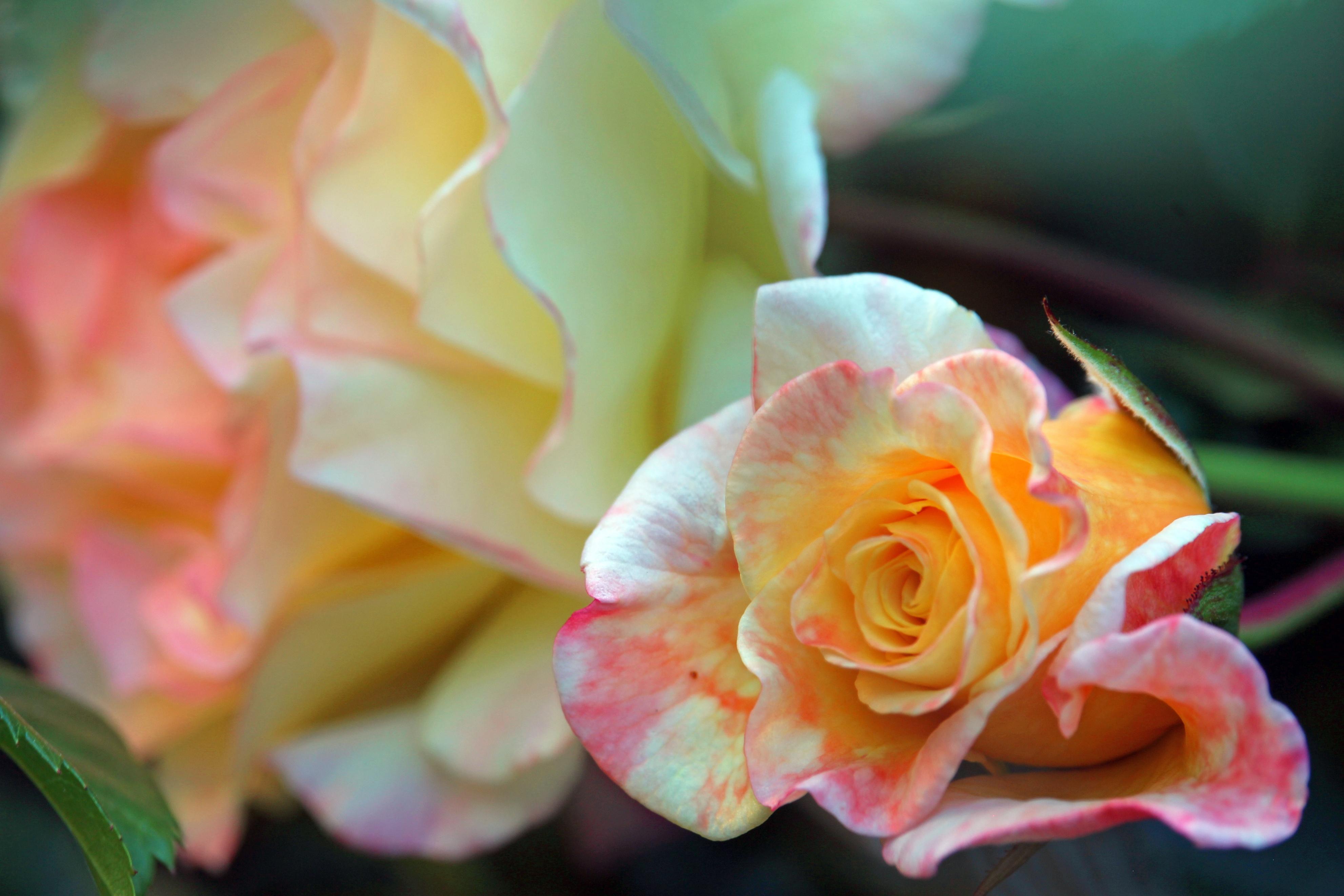 How long does roses last without water