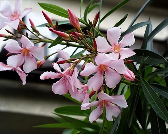 Appreciating flowers is a kind of enjoyment, and growing flowers is a personal hobby