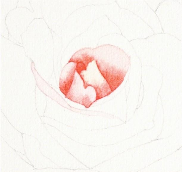 How to paint roses with watercolor
