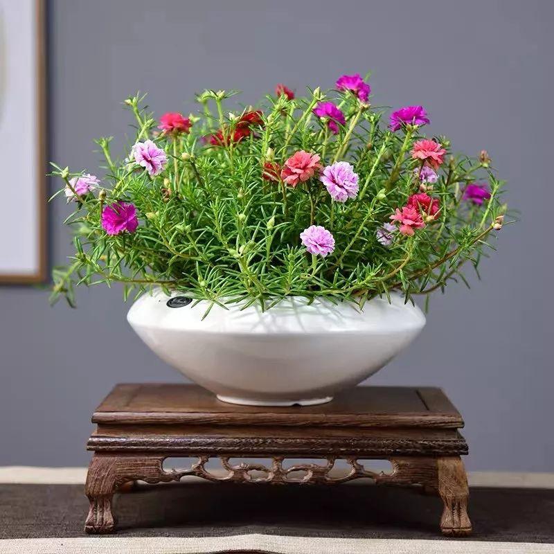 Flowers that last long, are beautiful and easy to grow