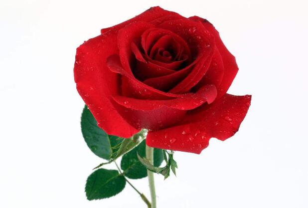 What color roses for birthday