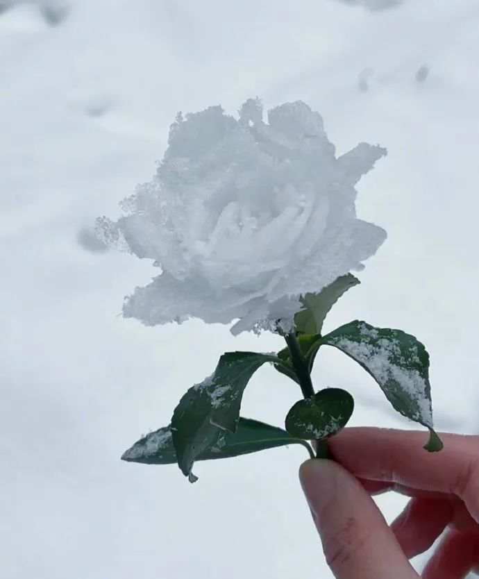 Are snow roses real