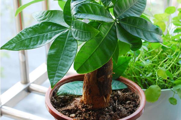 How often to water money tree