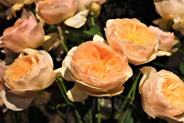 When to transplant roses