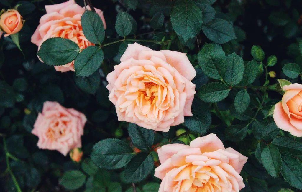 When to cut back roses for winter