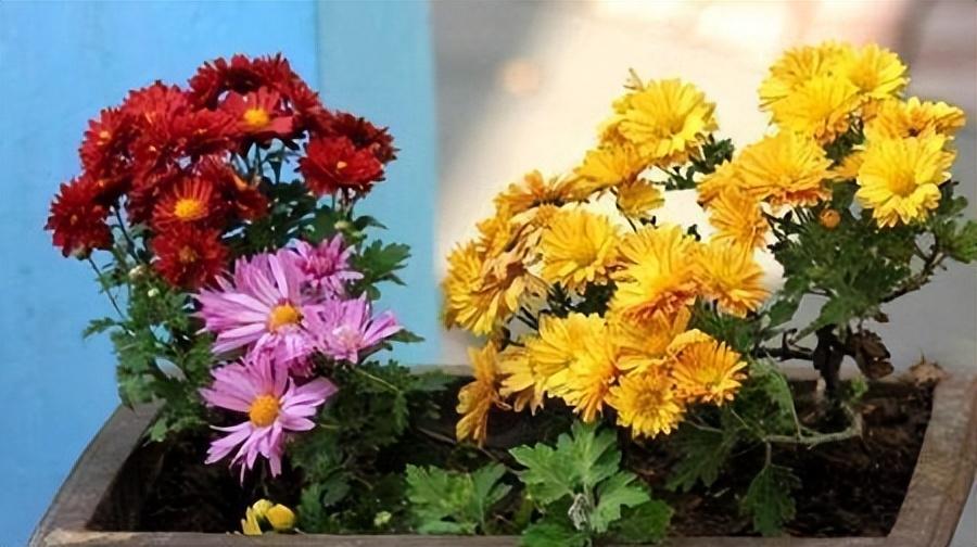 Appreciating flowers is a kind of enjoyment, and growing flowers is a personal hobby