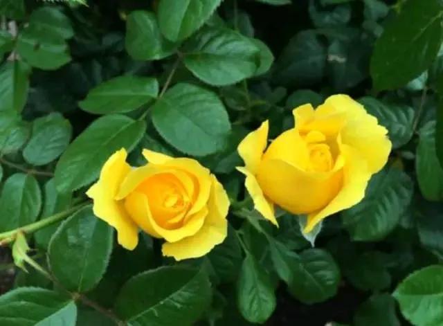 What do yellow roses signify(What do yellow roses represent)