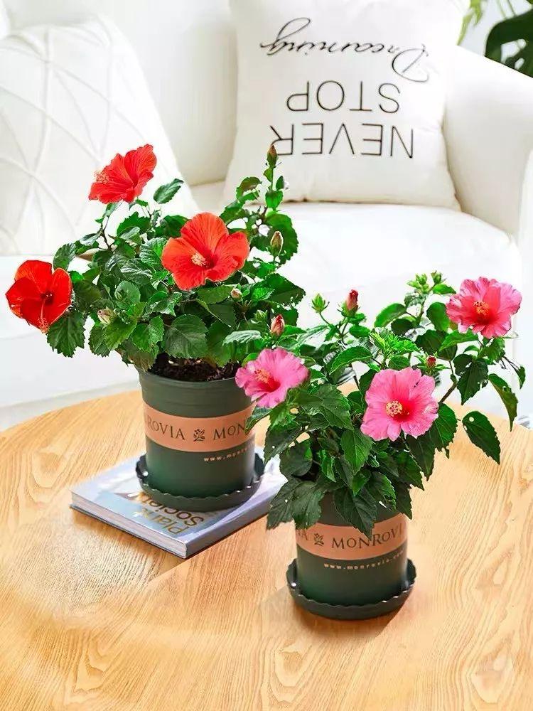 Flowers that last long, are beautiful and easy to grow