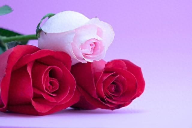 When should roses be cut back and how much